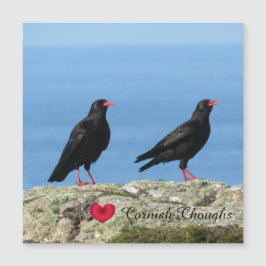 Cornisch Choughs (Palores) Pyrrhocorax pyrrhocorax Magnetkarte