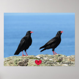 Cornisch Choughs (Palores) Pyrrhocorax pyrrhocorax Poster
