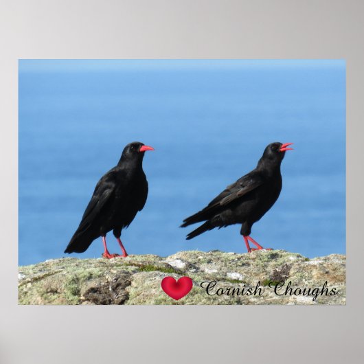 Cornisch Choughs (Palores) Pyrrhocorax pyrrhocorax Poster (Vorne)