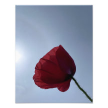 Cornisch roter Mohn mit grauem Himmel