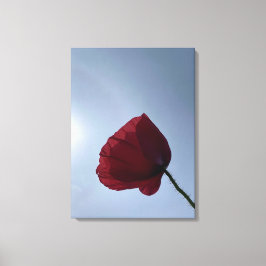 Cornisch roter Mohn mit grauem Himmel Leinwanddruck