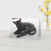 Cornish Rex Karte (Gelbe Blume)