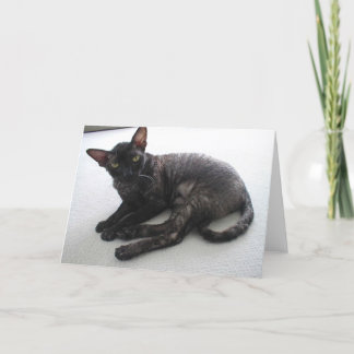 Cornish Rex Karte
