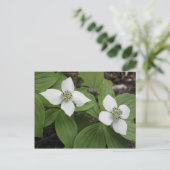 Cornouiller du Canada Postkarte (Stehend Vorderseite)