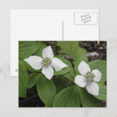 Cornouiller du Canada Postkarte (Vorne/Hinten)