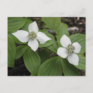Cornouiller du Canada Postkarte