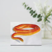 CornSnakeCorner Strippenschlange ... -Gestalted Postkarte (Stehend Vorderseite)