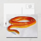 CornSnakeCorner Strippenschlange ... -Gestalted Postkarte (Vorne/Hinten)