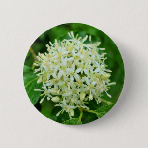 Cornus sanguinea Abzeichen Button