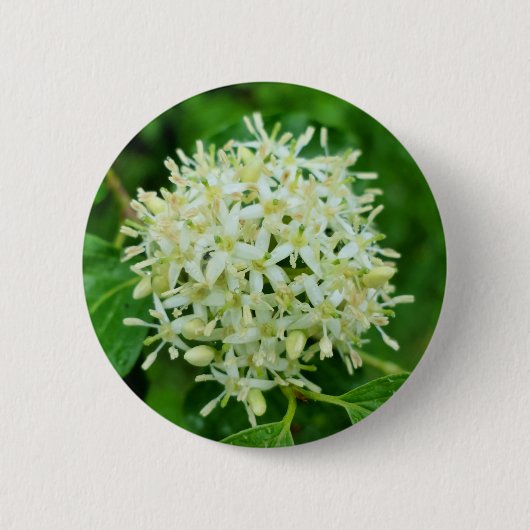 Cornus sanguinea Abzeichen Button (Vorderseite)