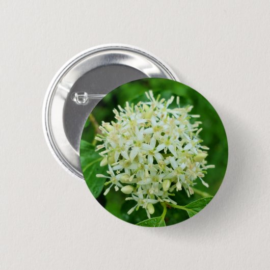 Cornus sanguinea Abzeichen Button (Vorne & Hinten)