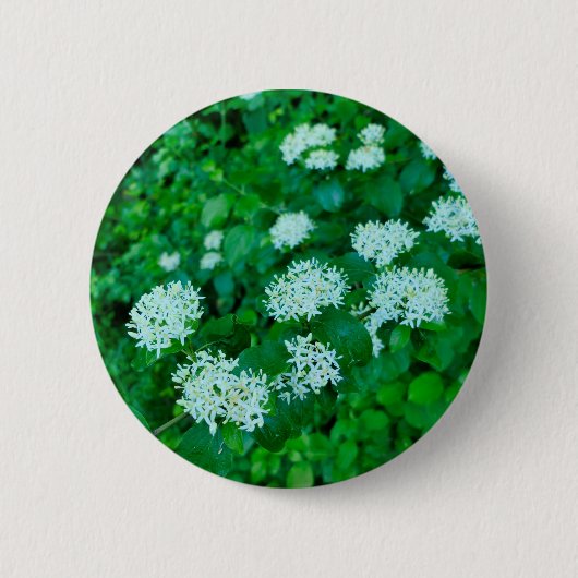 Cornus sanguinea Abzeichen Button (Vorderseite)