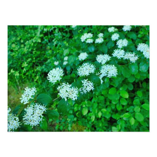 Cornus sanguinea fotodruck (Vorne)