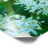 Cornus sanguinea fotodruck (Ecke)