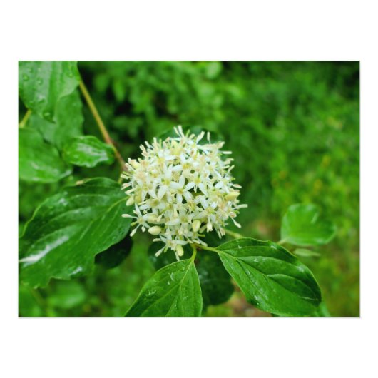 Cornus sanguinea fotodruck (Vorne)