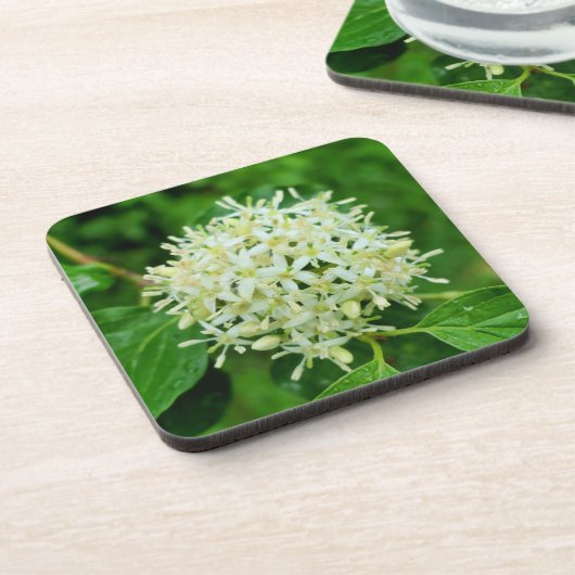 Cornus sanguinea getränkeuntersetzer (Linke Seite)