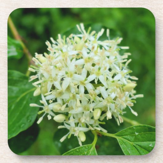 Cornus sanguinea getränkeuntersetzer (Vorderseite)