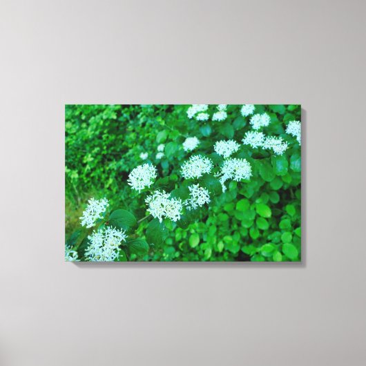 Cornus sanguinea leinwanddruck (Vorderseite)