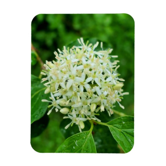 Cornus sanguinea magnet (Vertikal)