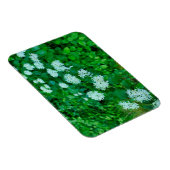 Cornus sanguinea magnet (Rechte Seite)