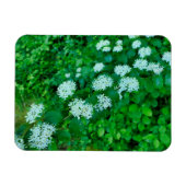 Cornus sanguinea magnet (Horizontal)