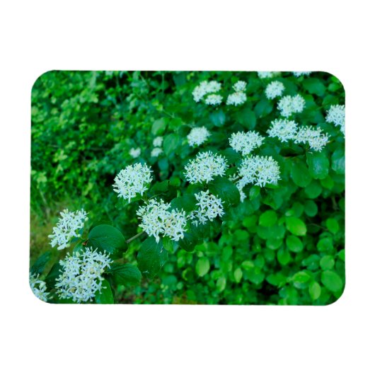 Cornus sanguinea magnet (Horizontal)