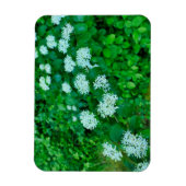 Cornus sanguinea magnet (Vertikal)