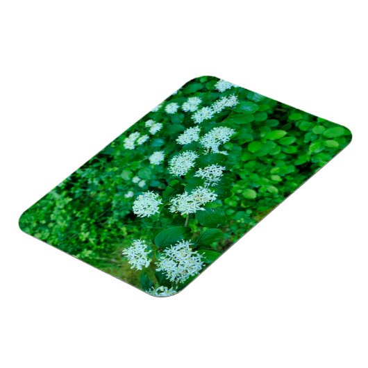 Cornus sanguinea magnet (Linke Seite)