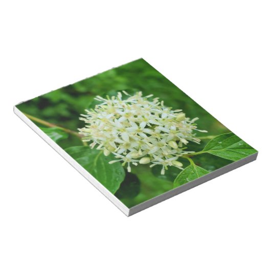 Cornus sanguinea notizblock (angewinkelt)