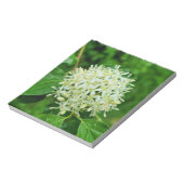 Cornus sanguinea notizblock (Rotiert)