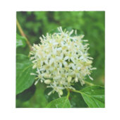 Cornus sanguinea notizblock (Vorderseite)