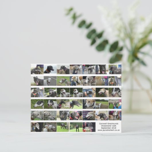 Cornwall Greyhounds - September 2018 Postkarte (Stehend Vorderseite)