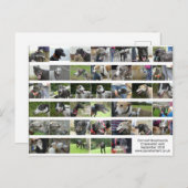 Cornwall Greyhounds - September 2018 Postkarte (Vorne/Hinten)