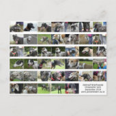 Cornwall Greyhounds - September 2018 Postkarte (Vorderseite)