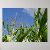 Corny sky poster (Vorne)