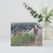 Corolla Wild Horse Postkarte (Stehend Vorderseite)