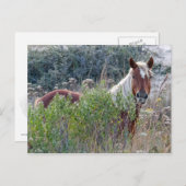 Corolla Wild Horse Postkarte (Vorne/Hinten)