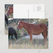 Corolla Wild Horses Postkarte (Vorne/Hinten)