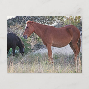 Corolla Wild Horses Postkarte