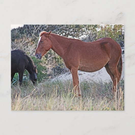 Corolla Wild Horses Postkarte (Vorderseite)
