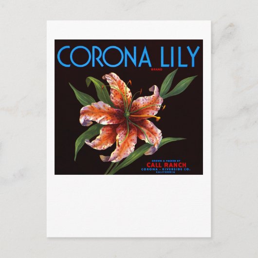 Corona Lily Postkarte (Vorderseite)