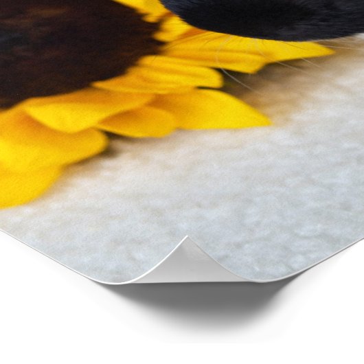 Coronet Guinea Pig Poster (Ecke)