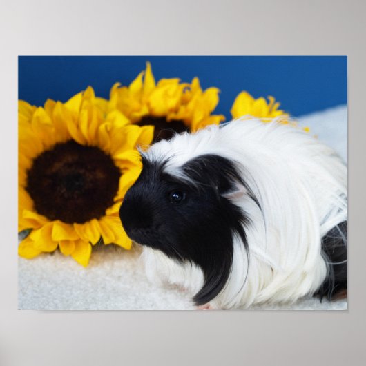 Coronet Guinea Pig Poster (Vorne)