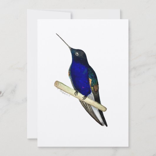 Coronet Hummingbird Card Dankeskarte (Vorderseite)