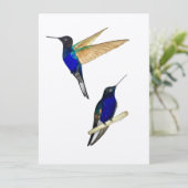 Coronet Hummingbirds (Stehend Vorderseite)