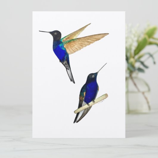 Coronet Hummingbirds (Stehend Vorderseite)
