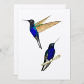 Coronet Hummingbirds (Vorne/Hinten)