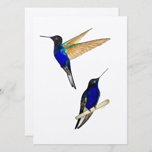 Coronet Hummingbirds (Vorne/Hinten)