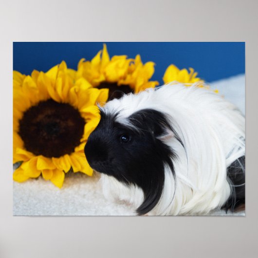 Coronet Meerschweinchen Poster (Vorne)