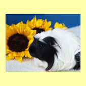Coronet Meerschweinchen Poster
